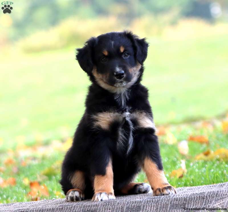 April (Australian Shepherd, Female) in Morgantown, PA