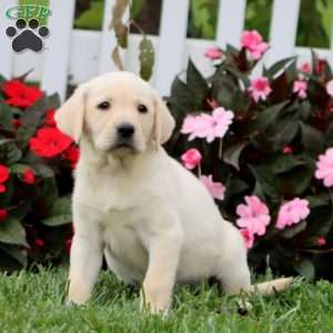 April, Yellow Labrador Retriever Puppy