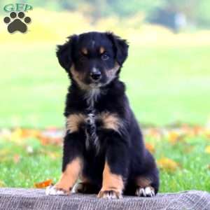 April, Australian Shepherd Puppy