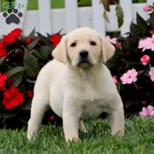 April, Yellow Labrador Retriever Puppy