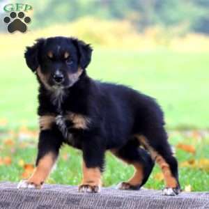 April, Australian Shepherd Puppy
