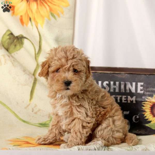 Archer, Maltipoo Puppy