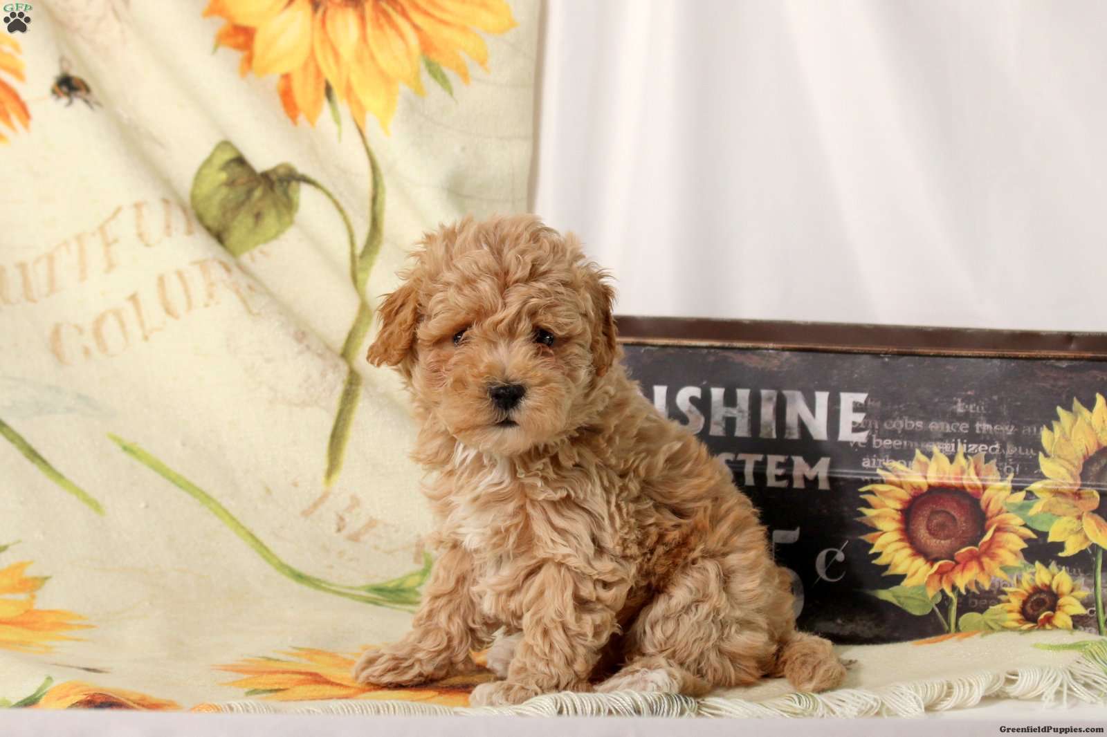 Archer (Maltipoo, Male) in Ephrata, PA
