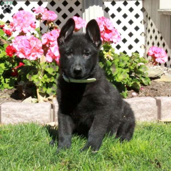 Archer, German Shepherd Puppy