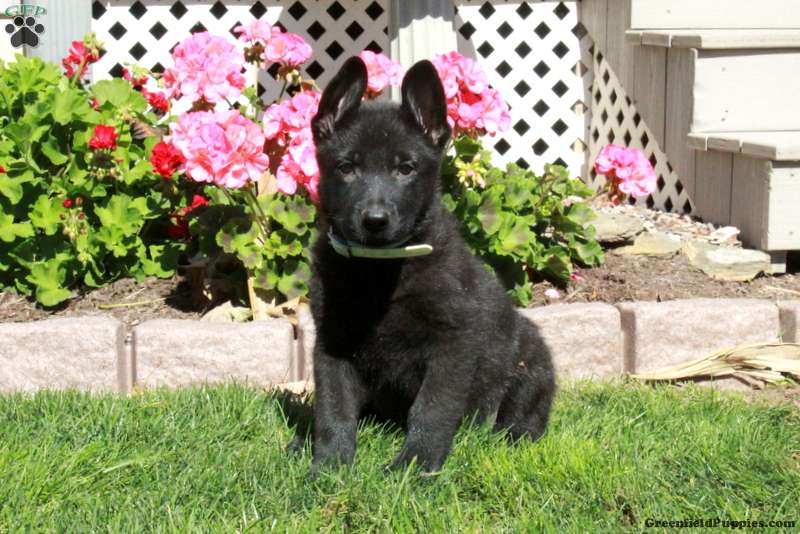 Archer (German Shepherd, Male) in Paradise, PA