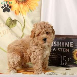 Archer, Maltipoo Puppy
