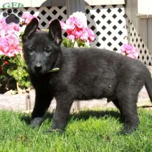 Archer, German Shepherd Puppy