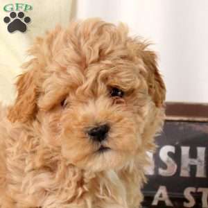 Archer, Maltipoo Puppy