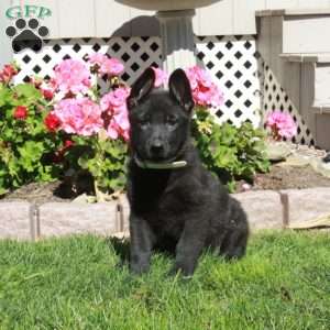 Archer, German Shepherd Puppy
