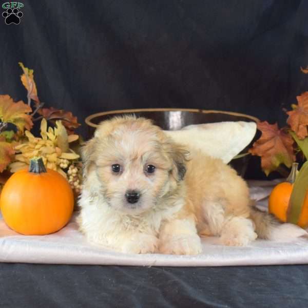 Archie, Teddy Bear Puppy
