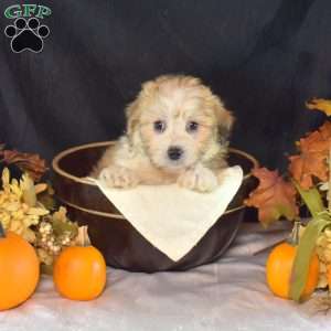 Archie, Teddy Bear Puppy