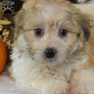 Archie, Teddy Bear Puppy
