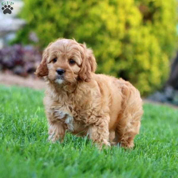 Ardan, Cavapoo Puppy