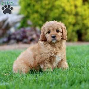 Ardan, Cavapoo Puppy