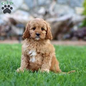 Ardan, Cavapoo Puppy