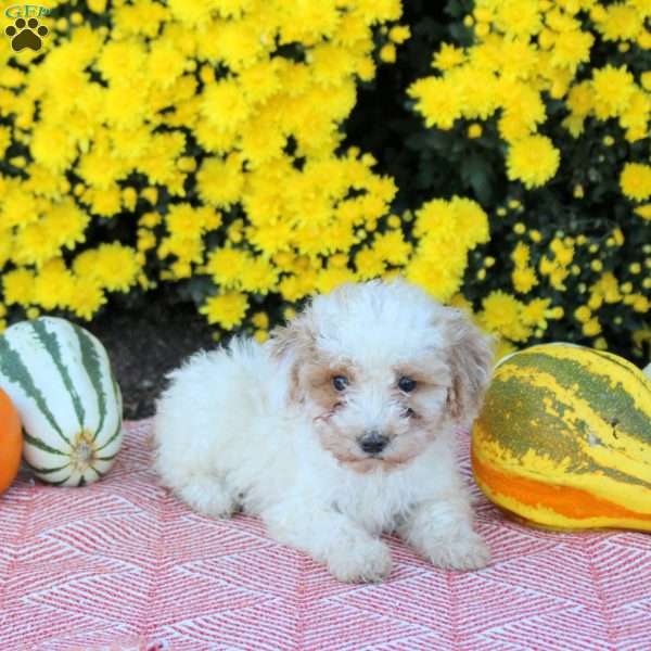 Ari, Miniature Poodle Puppy