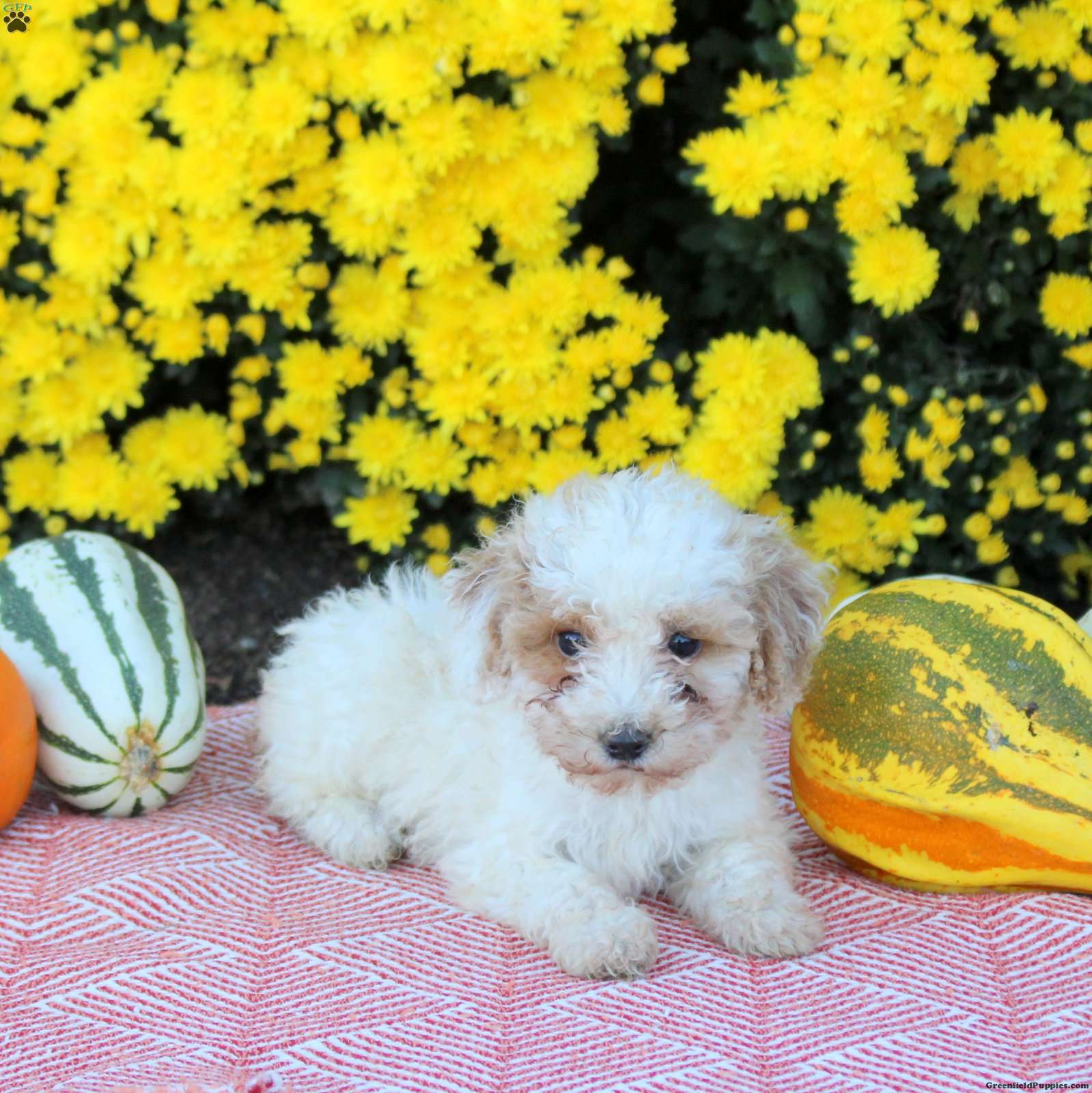 Ari (Miniature Poodle, Female) in Strasburg, PA