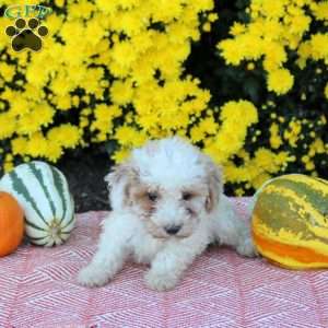 Ari, Miniature Poodle Puppy