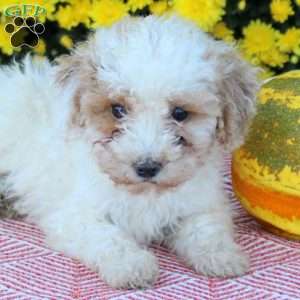 Ari, Miniature Poodle Puppy