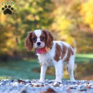 Ariella, Cavalier King Charles Spaniel Puppy