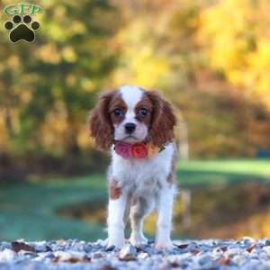 Ariella, Cavalier King Charles Spaniel Puppy