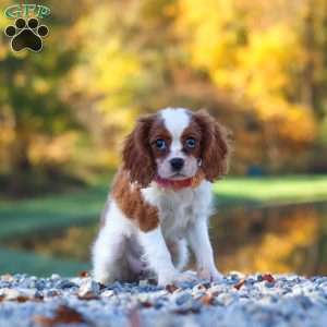 Ariella, Cavalier King Charles Spaniel Puppy