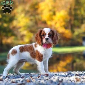Ariella, Cavalier King Charles Spaniel Puppy