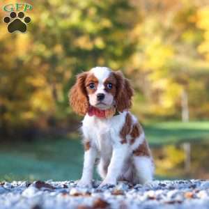 Ariella, Cavalier King Charles Spaniel Puppy