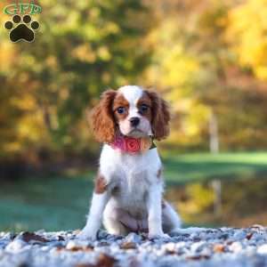 Ariella, Cavalier King Charles Spaniel Puppy