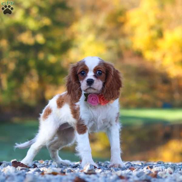 Ariella, Cavalier King Charles Spaniel Puppy