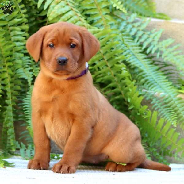 Arielle, Fox Red Labrador Retriever Puppy