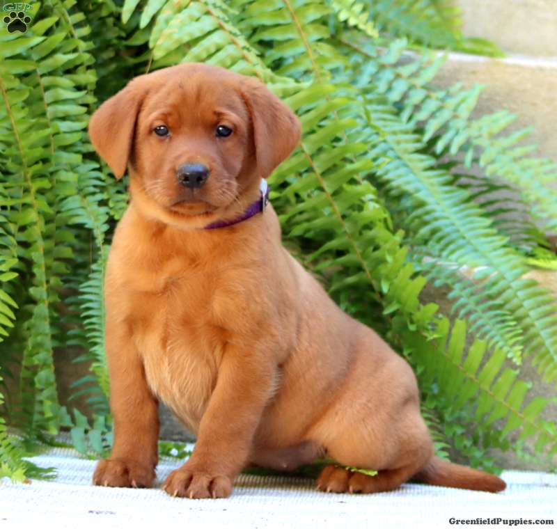 Arielle (Labrador, Female) in Honey Brook, PA
