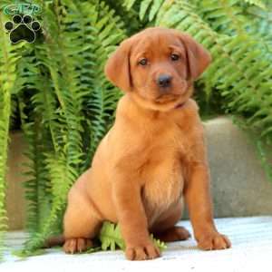 Arielle, Fox Red Labrador Retriever Puppy