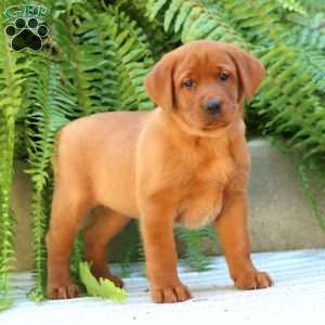 Arielle, Fox Red Labrador Retriever Puppy