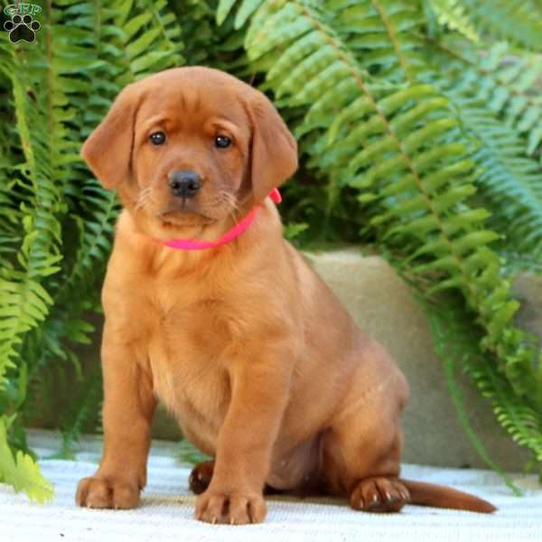 Arizona, Fox Red Labrador Retriever Puppy