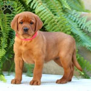Arizona, Fox Red Labrador Retriever Puppy