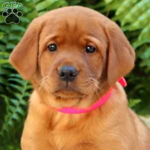 Arizona, Fox Red Labrador Retriever Puppy