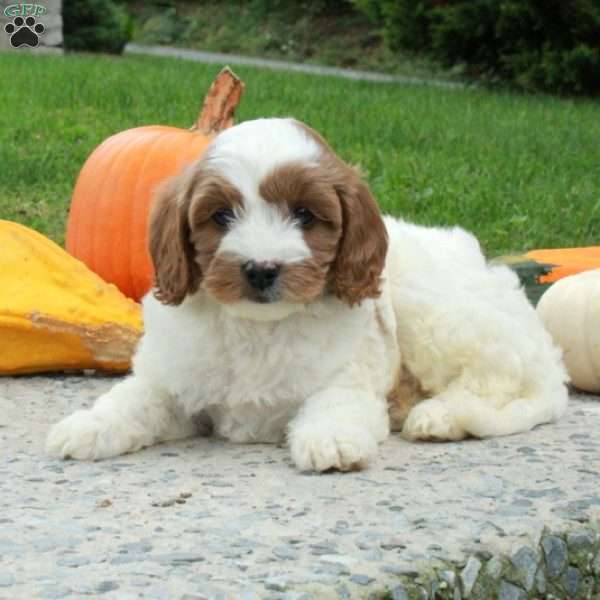 Arlo, Cavapoo Puppy