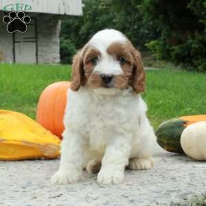 Arlo, Cavapoo Puppy