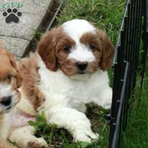Arlo, Cavapoo Puppy