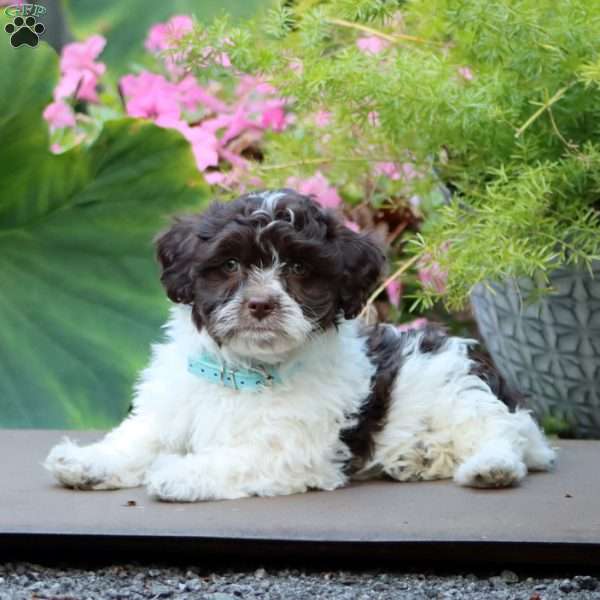 Arnie, Havanese Puppy
