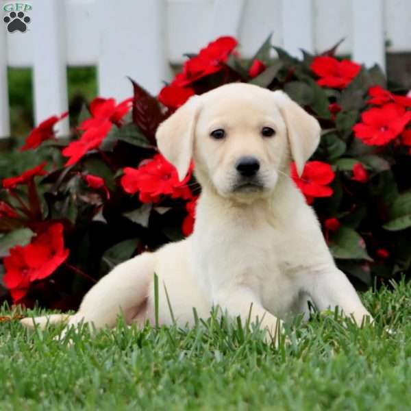 Arnie, Yellow Labrador Retriever Puppy
