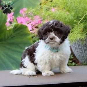 Arnie, Havanese Puppy