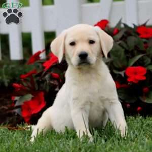 Arnie, Yellow Labrador Retriever Puppy