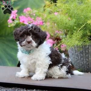 Arnie, Havanese Puppy