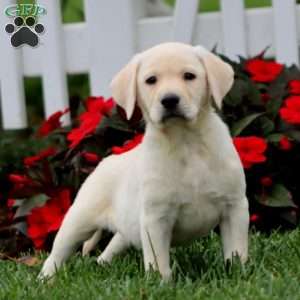 Arnie, Yellow Labrador Retriever Puppy