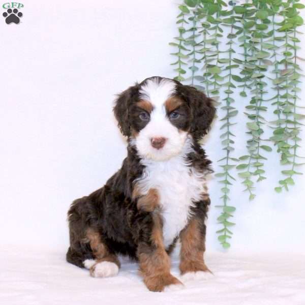 Arwen, Mini Bernedoodle Puppy