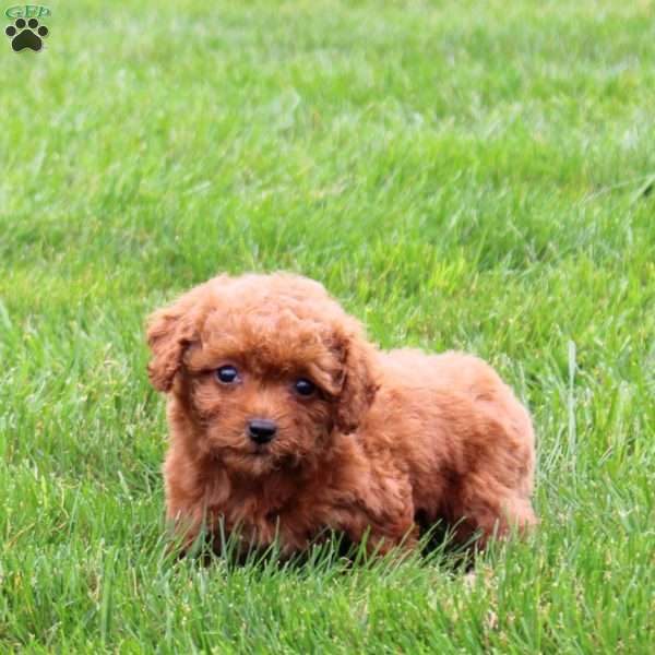 Arwen, Miniature Poodle Puppy