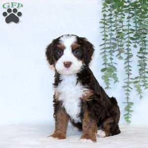 Arwen, Mini Bernedoodle Puppy