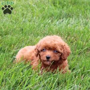 Arwen, Miniature Poodle Puppy